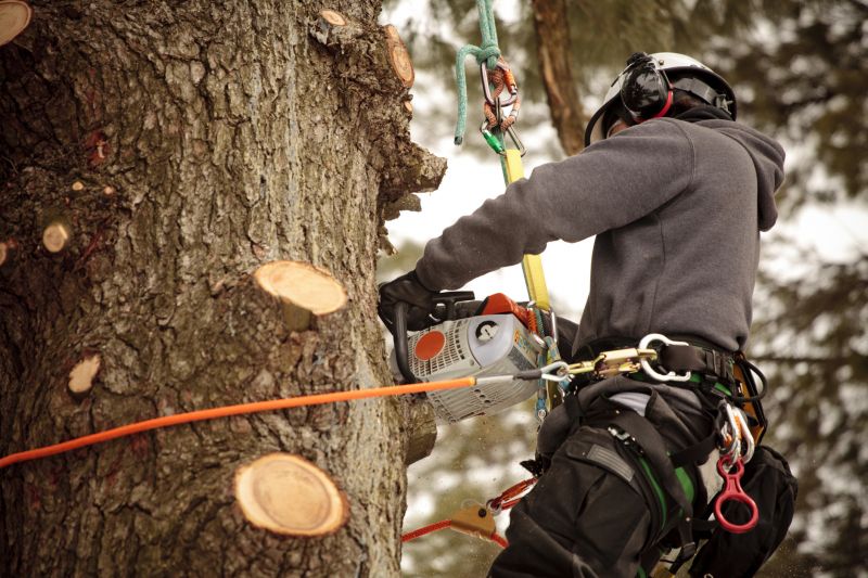 Safety Equipment for Arborists