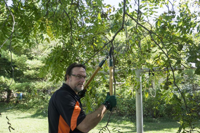 Pruning Mature Trees