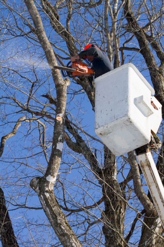 Seasonal Tree Maintenance