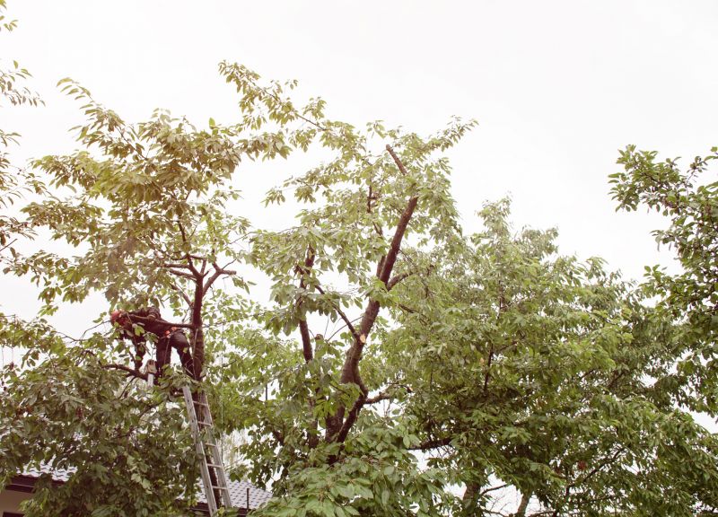 Summer Tree Maintenance