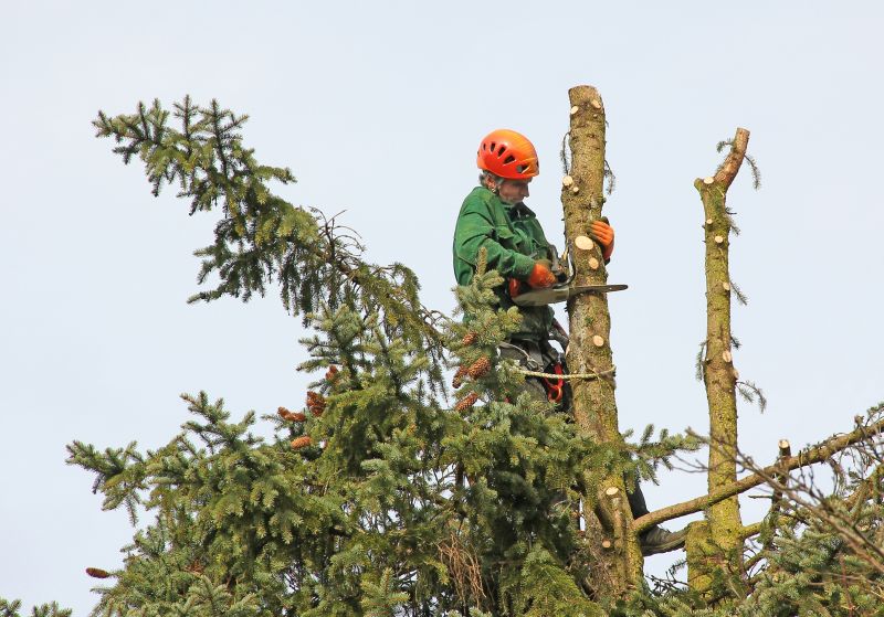 Tree Safety and Maintenance
