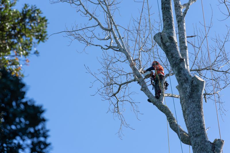 Winter Tree Maintenance