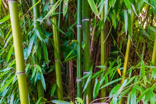 Cost of Bamboo Trimming in Huntersville