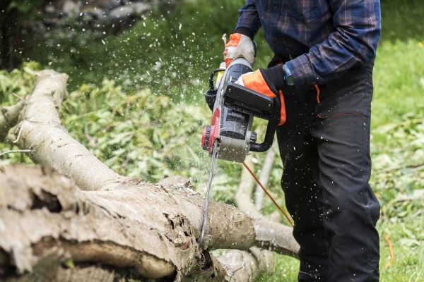 Cost of Branch Removal Service in Huntersville