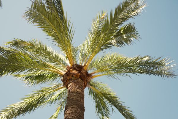 Palm Tree Pruning in Huntersville