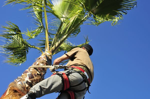 Palm Tree Trimming in Huntersville