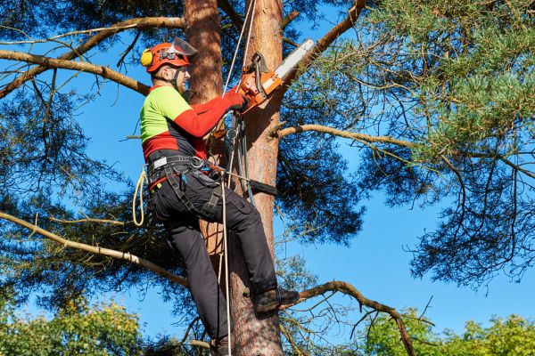 Tree Service in Huntersville