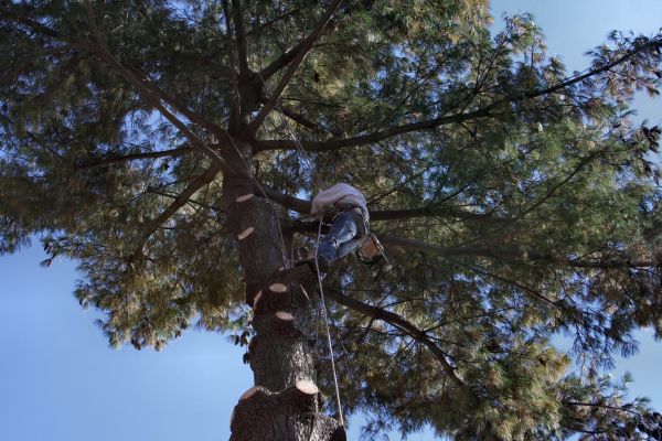 Cost of Trimming Service in Huntersville