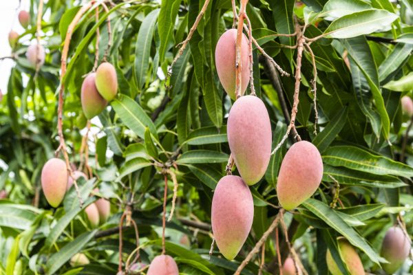 Cost of Mango Tree Trimming in Huntersville