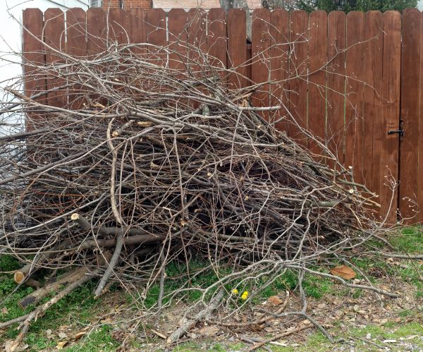 Cost of Dead Branch Removal in Huntersville