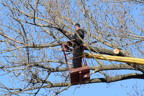 Cost of Emergency Tree Trimming in Huntersville