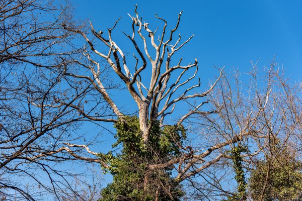 Cost of Deadwood Removal in Huntersville