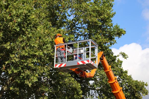 Commercial Tree Service in Huntersville