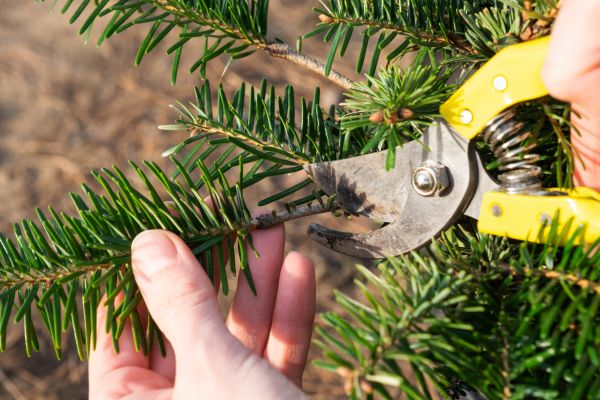 Pine Tree Pruning in Huntersville