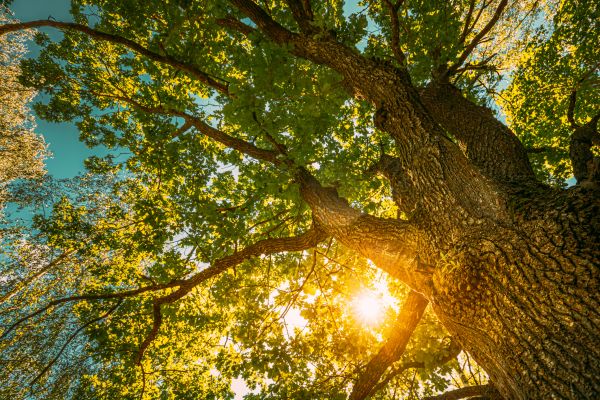 Cost of Oak Tree Pruning in Huntersville
