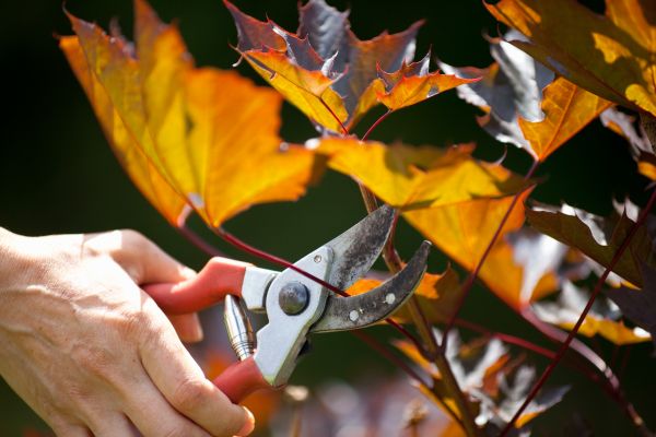 Cost of Maple Tree Pruning in Huntersville