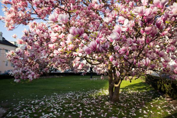 Cost of Magnolia Tree Pruning in Huntersville