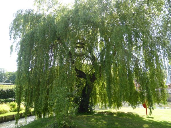 Cost of Willow Tree Trimming in Huntersville