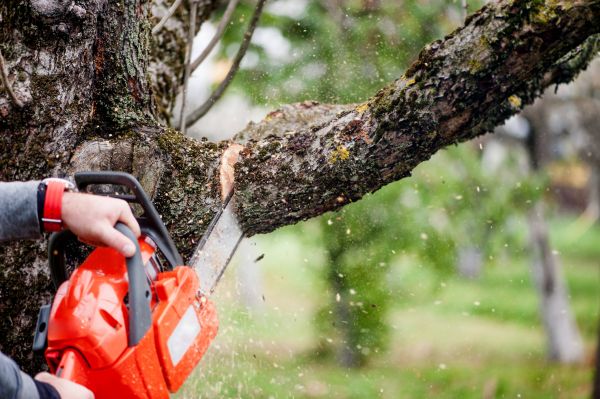 Cost of Tree Limbs Removal in Huntersville