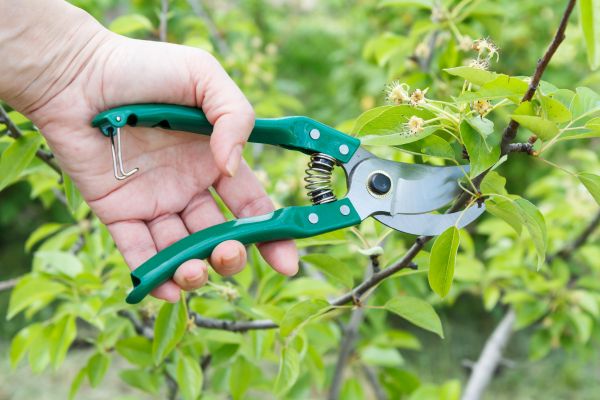 Cost of Pear Tree Pruning in Huntersville
