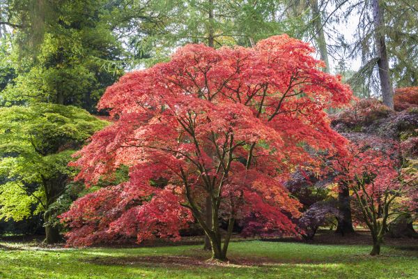 Japanese Maple Pruning in Huntersville