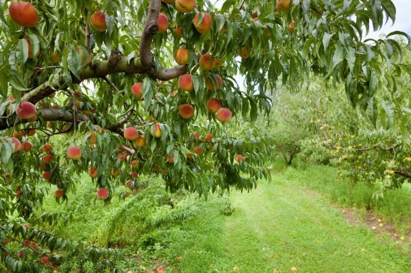 Cost of Peach Tree Pruning in Huntersville