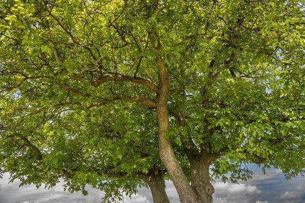 Cost of Walnut Tree Trimming in Huntersville