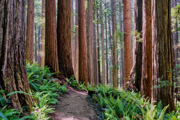 Cost of Redwood Tree Trimming in Huntersville