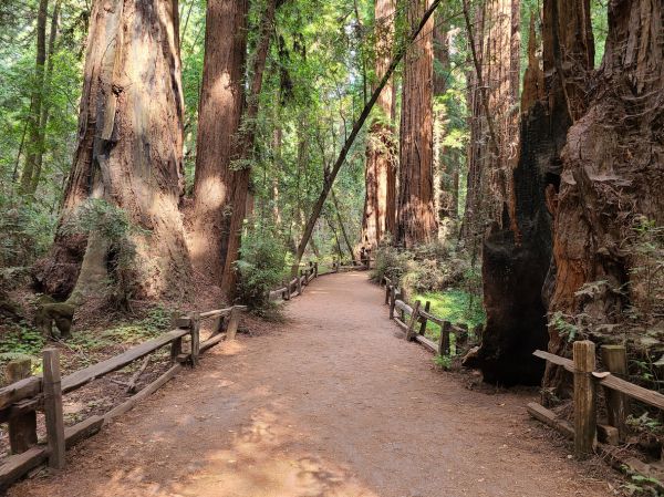 Cost of Redwood Tree Pruning in Huntersville