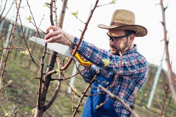 Cost of Orchard Tree Pruning in Huntersville