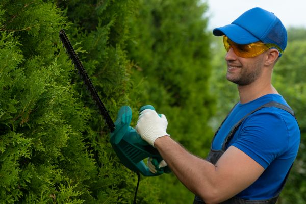 Cost of Tree Shaping Service in Huntersville