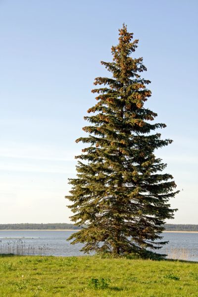 Cost of Spruce Tree Pruning in Huntersville