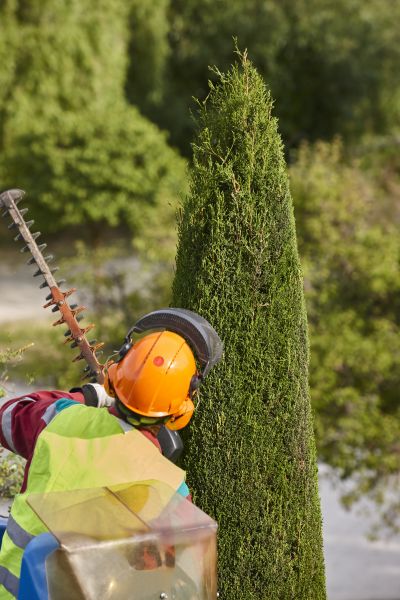 Cost of Cypress Tree Trimming in Huntersville