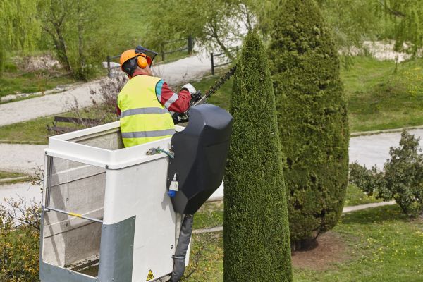 Cost of Cypress Tree Pruning in Huntersville