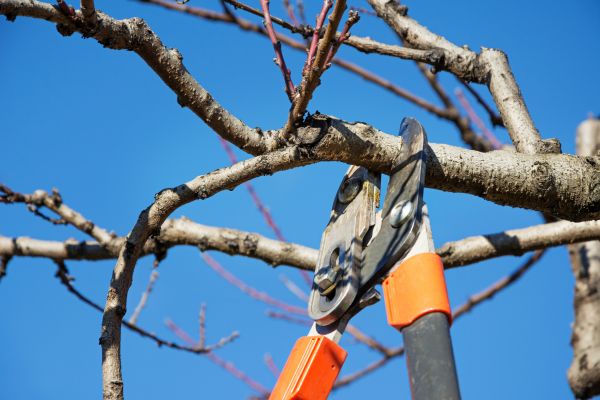 Peach Tree Trimming in Huntersville