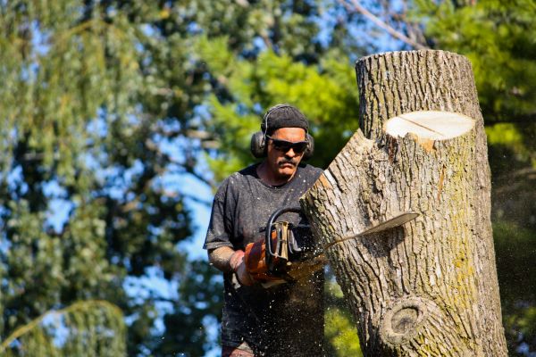 Cost of Ash Tree Pruning in Huntersville