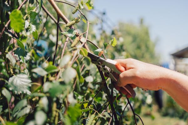 Cost of Birch Tree Pruning in Huntersville