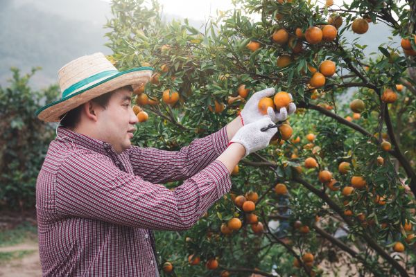 Cost of Orange Tree Pruning in Huntersville