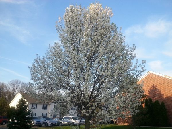 Cost of Bradford Pear Tree Pruning in Huntersville