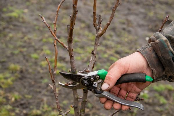 Cost of Pear Trees Pruning in Huntersville