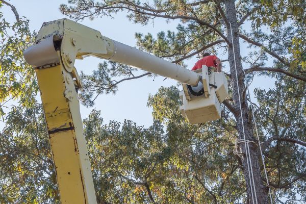 Cost of Limbs Trimming in Huntersville
