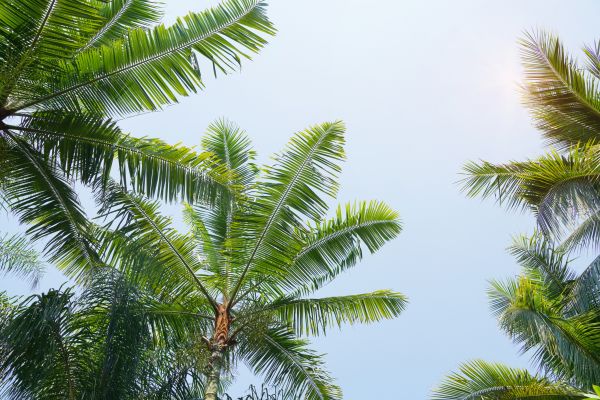 Cost of Queen Palm Tree Trimming in Huntersville