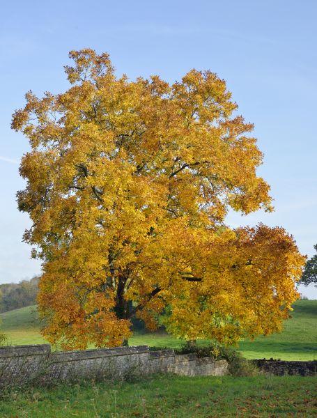 Cost of Hickory Tree Trimming in Huntersville