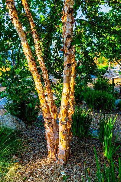 Cost of River Birch Trimming in Huntersville