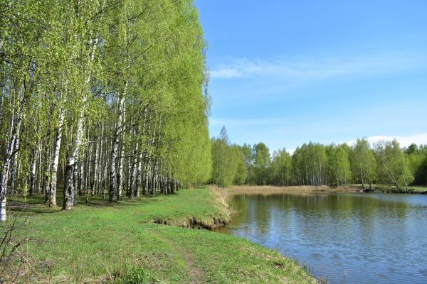 Cost of River Birch Pruning in Huntersville
