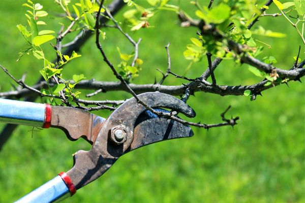 Cost of Branches Pruning in Huntersville