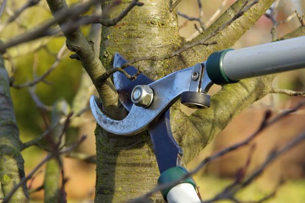 Cost of Tree Limb Trimming Service in Huntersville