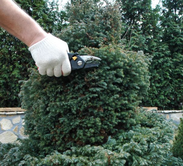Cost of Ornamental Tree Trimming in Huntersville