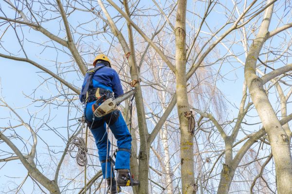 Cost of Large Tree Trimming in Huntersville