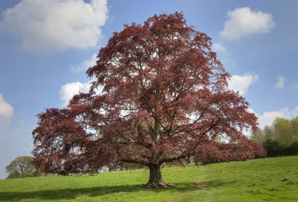 Cost of Beech Tree Pruning in Huntersville